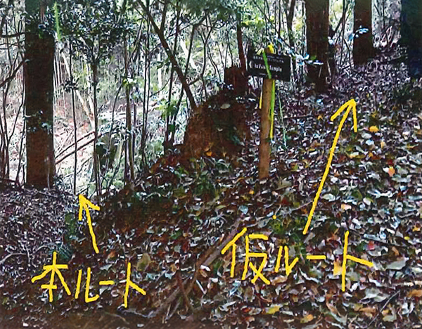 樹木伐採に伴う注意2