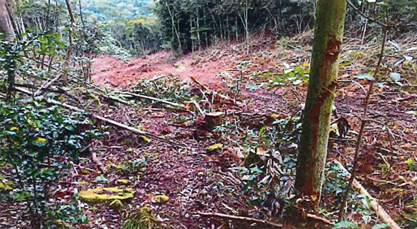 樹木伐採に伴う注意3