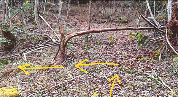 樹木伐採に伴う注意4